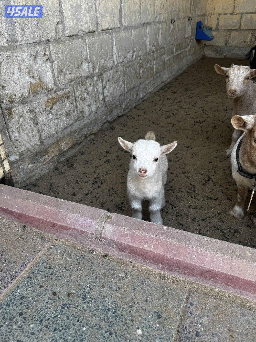 للبيع تيوس جيكي4