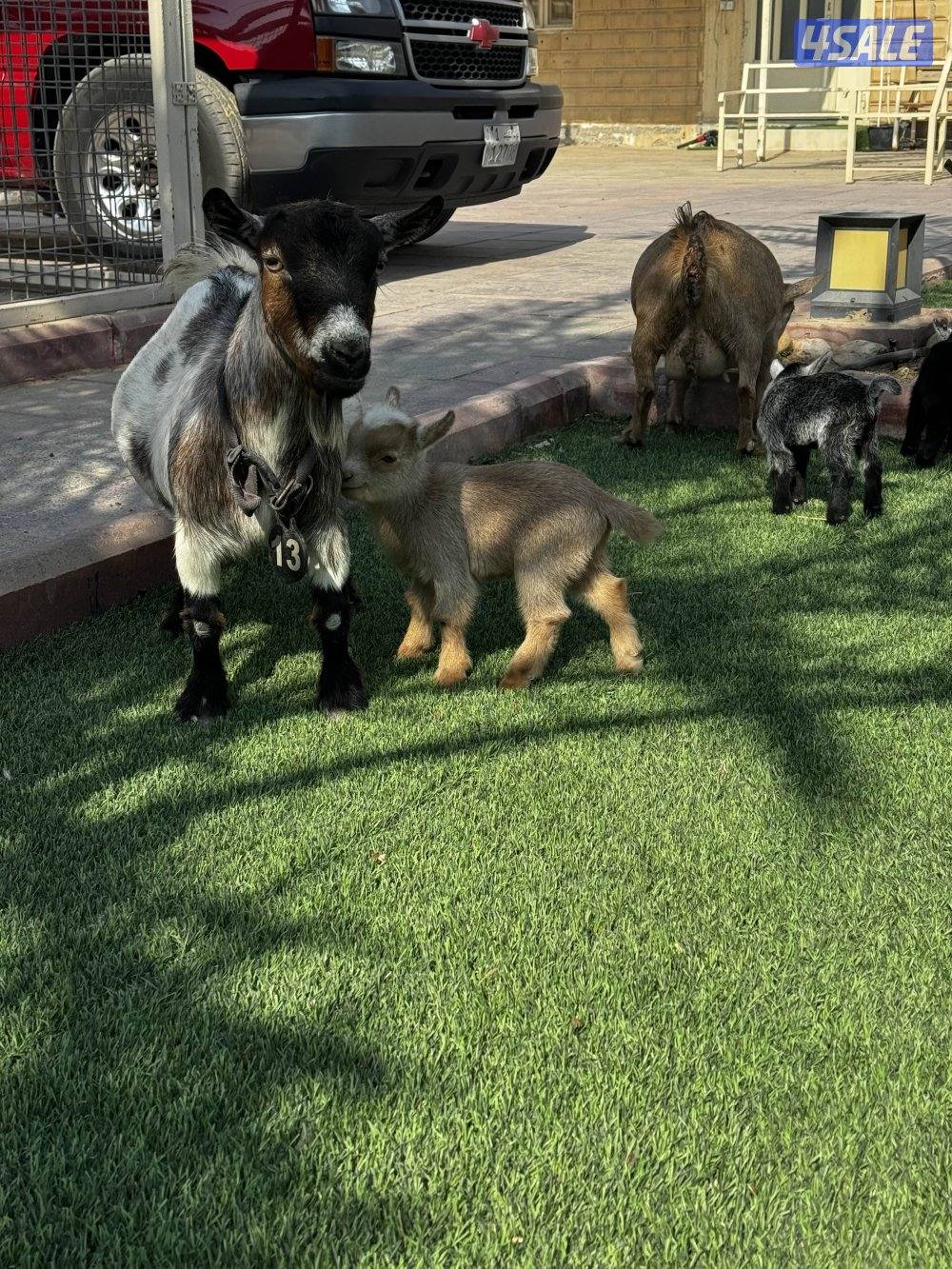 للبيع تيوس جيكي6