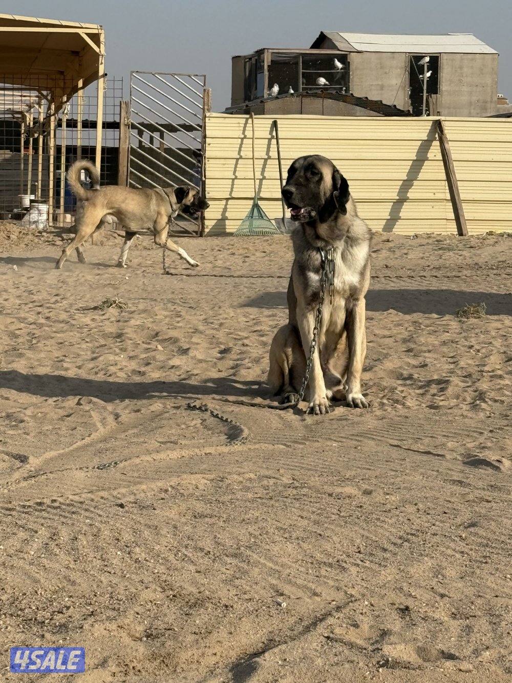 للبيع فحل كنكال لحراسه الحلال1