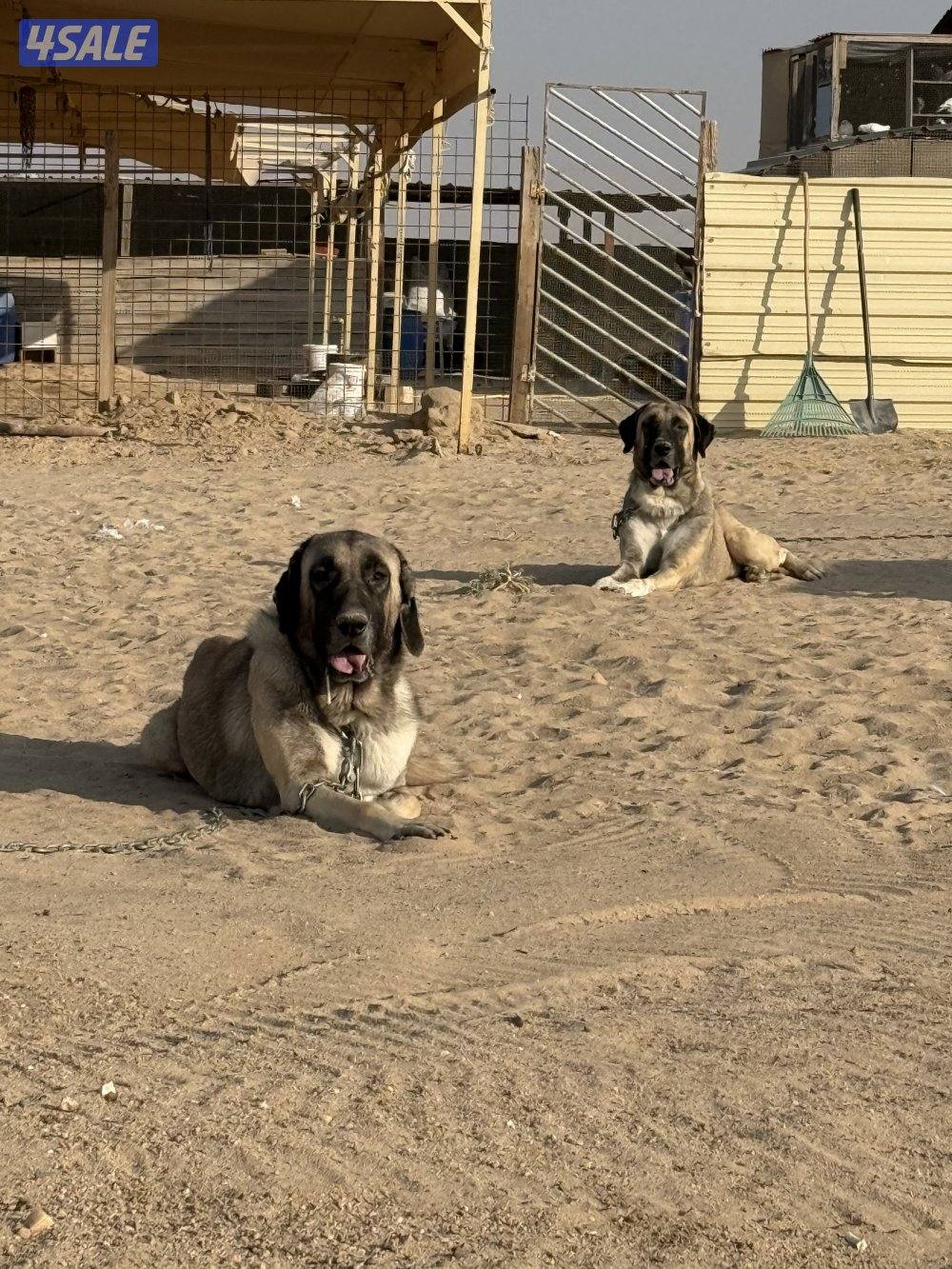 للبيع فحل كنكال لحراسه الحلال2