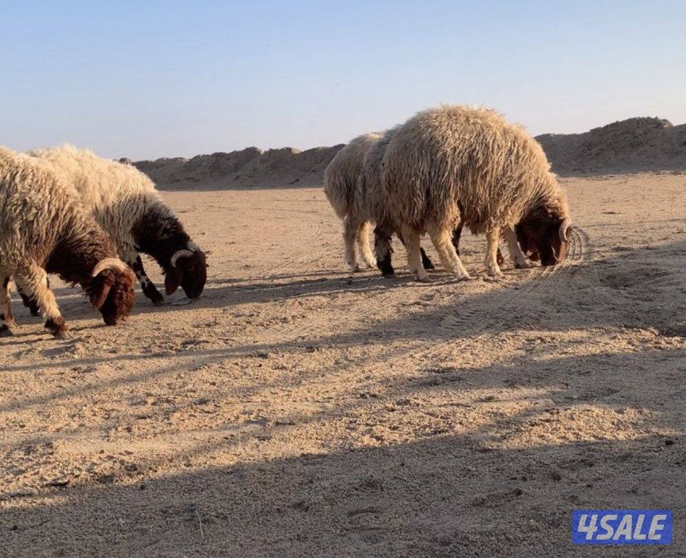 الارتال السالمي0