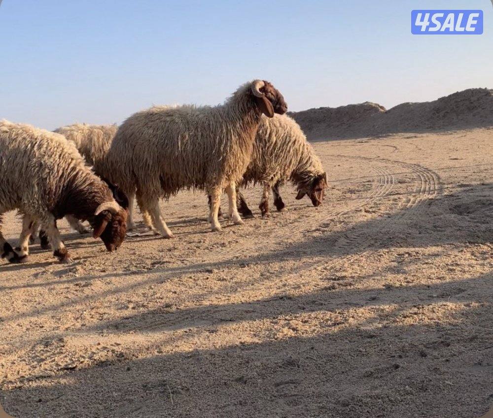 الارتال السالمي1