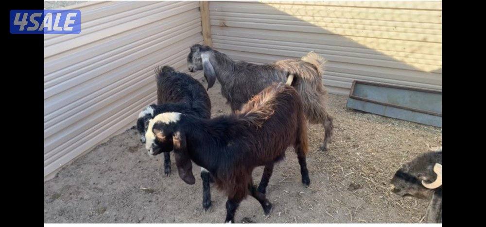 الارتال السالمي3