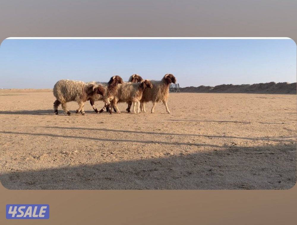 الارتال السالمي2