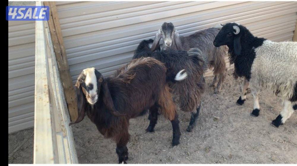 الارتال السالمي4