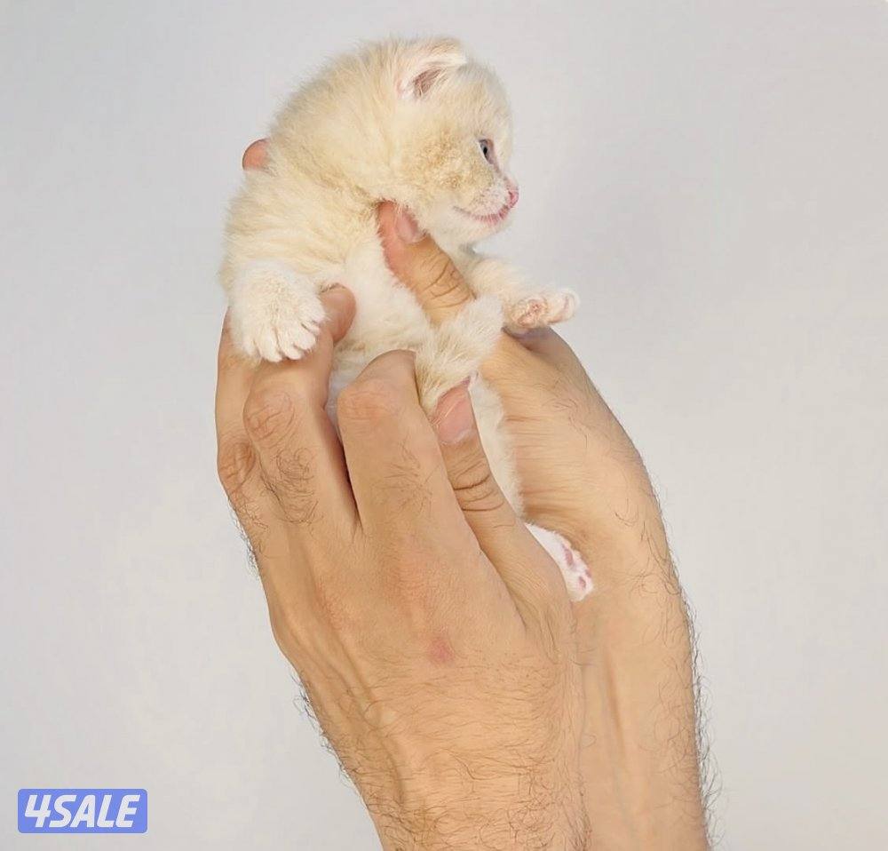 سكوتش شورت هير ،،،اقزام،،،التوصيل خلال ساعه ،،، بيووووور0