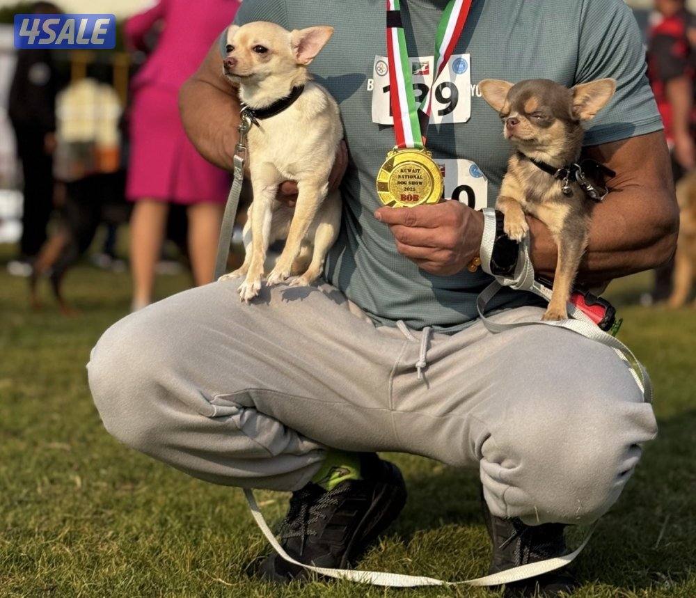 High quality chihuahuas1