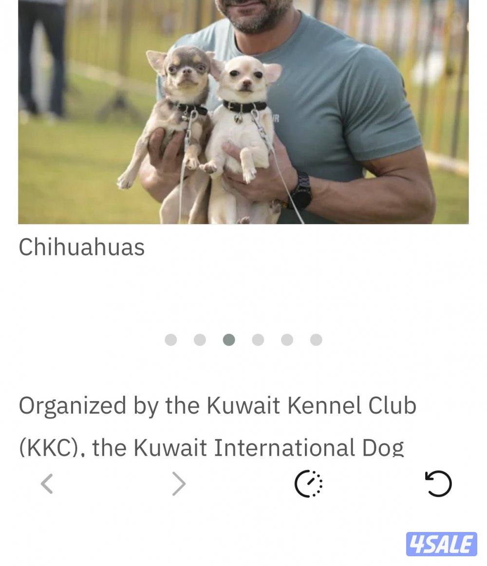 High quality chihuahuas3