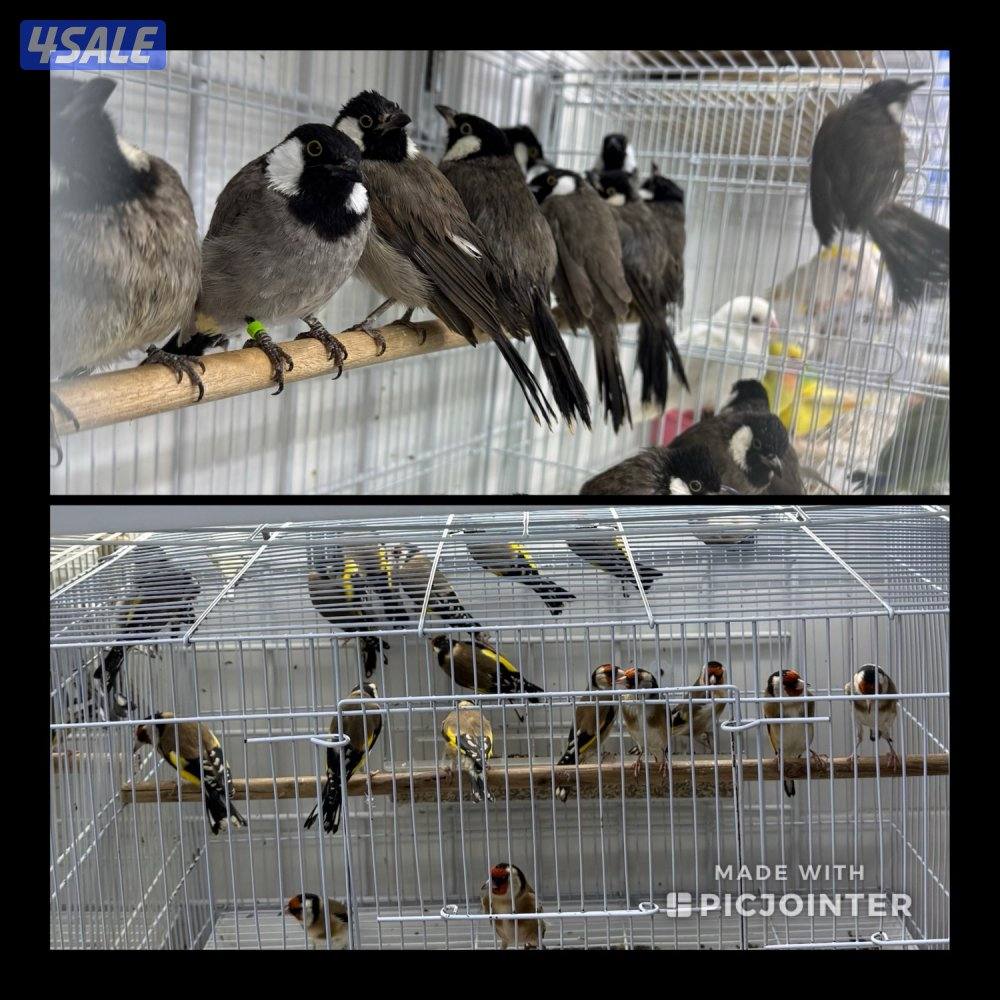 تم وصول دفعة حساسين و بلابل ايراني تغريد0