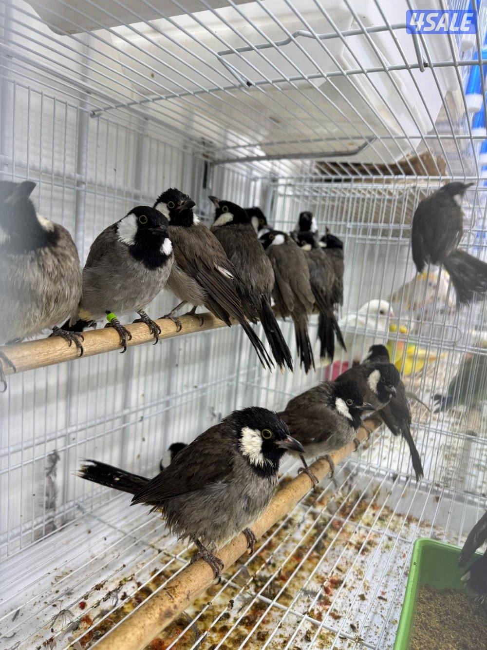 تم وصول دفعة حساسين و بلابل ايراني تغريد1