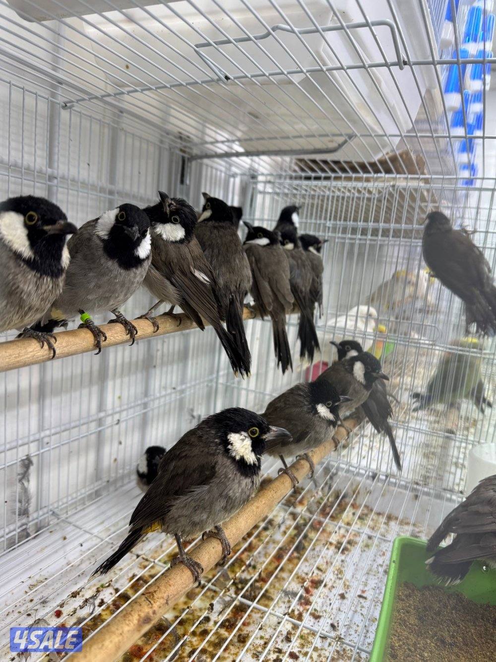 تم وصول دفعة حساسين و بلابل ايراني تغريد2