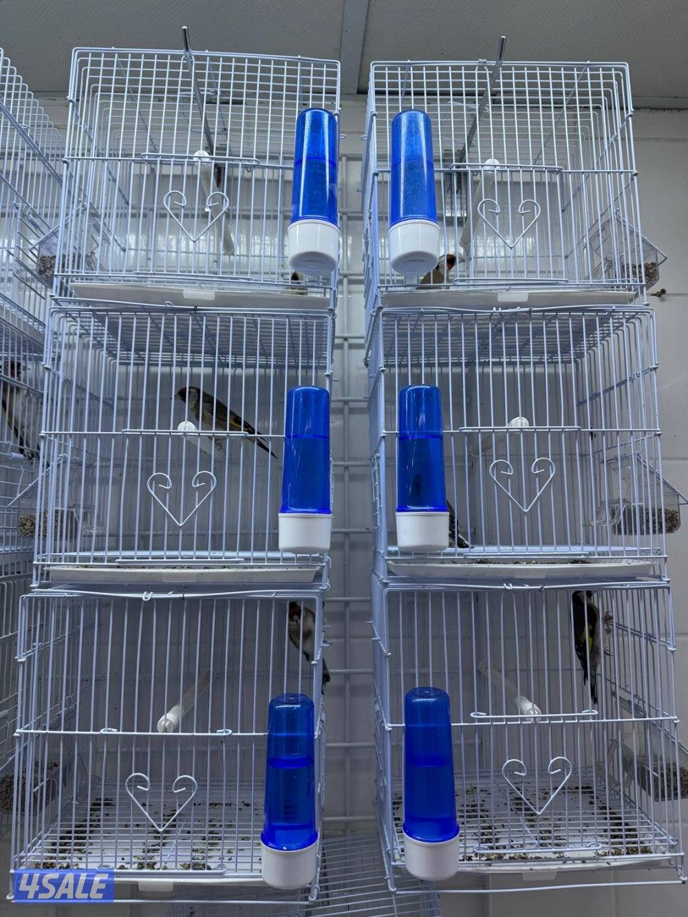 تم وصول دفعة حساسين و بلابل ايراني تغريد4