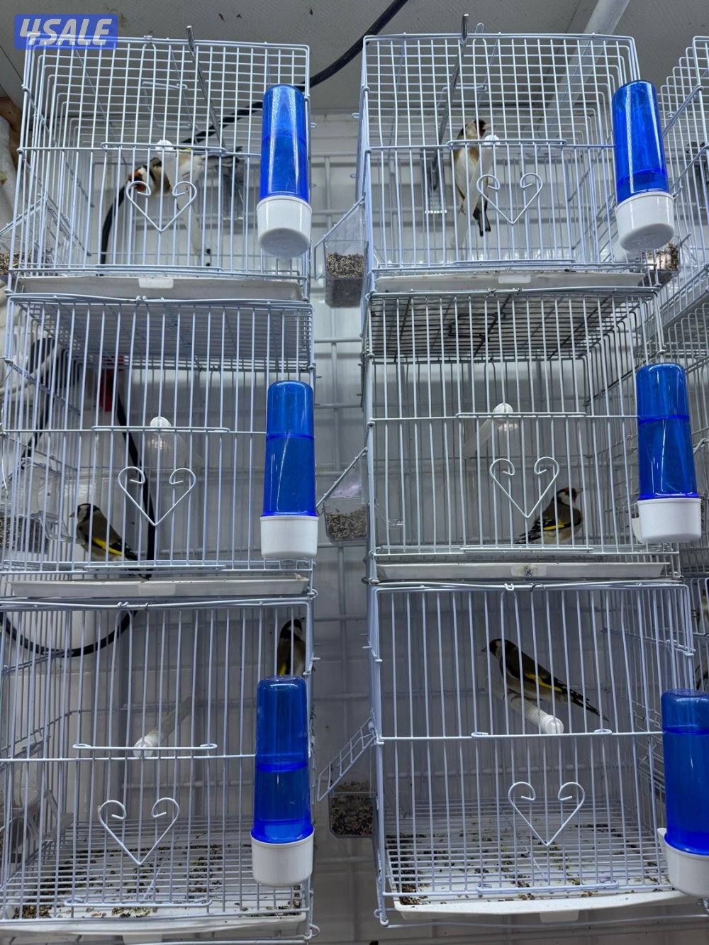 تم وصول دفعة حساسين و بلابل ايراني تغريد3