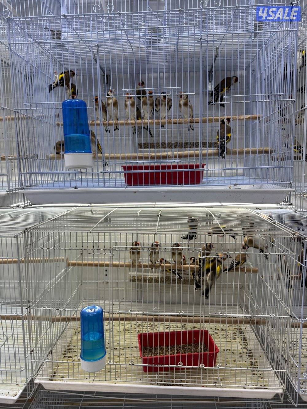 تم وصول دفعة حساسين و بلابل ايراني تغريد5