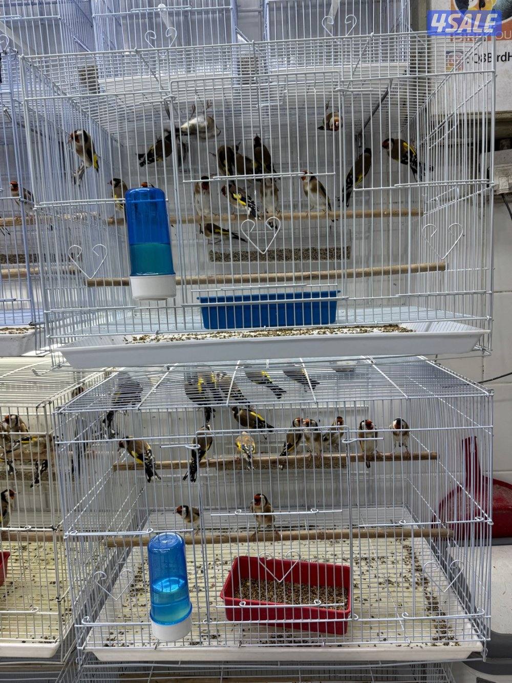 تم وصول دفعة حساسين و بلابل ايراني تغريد6