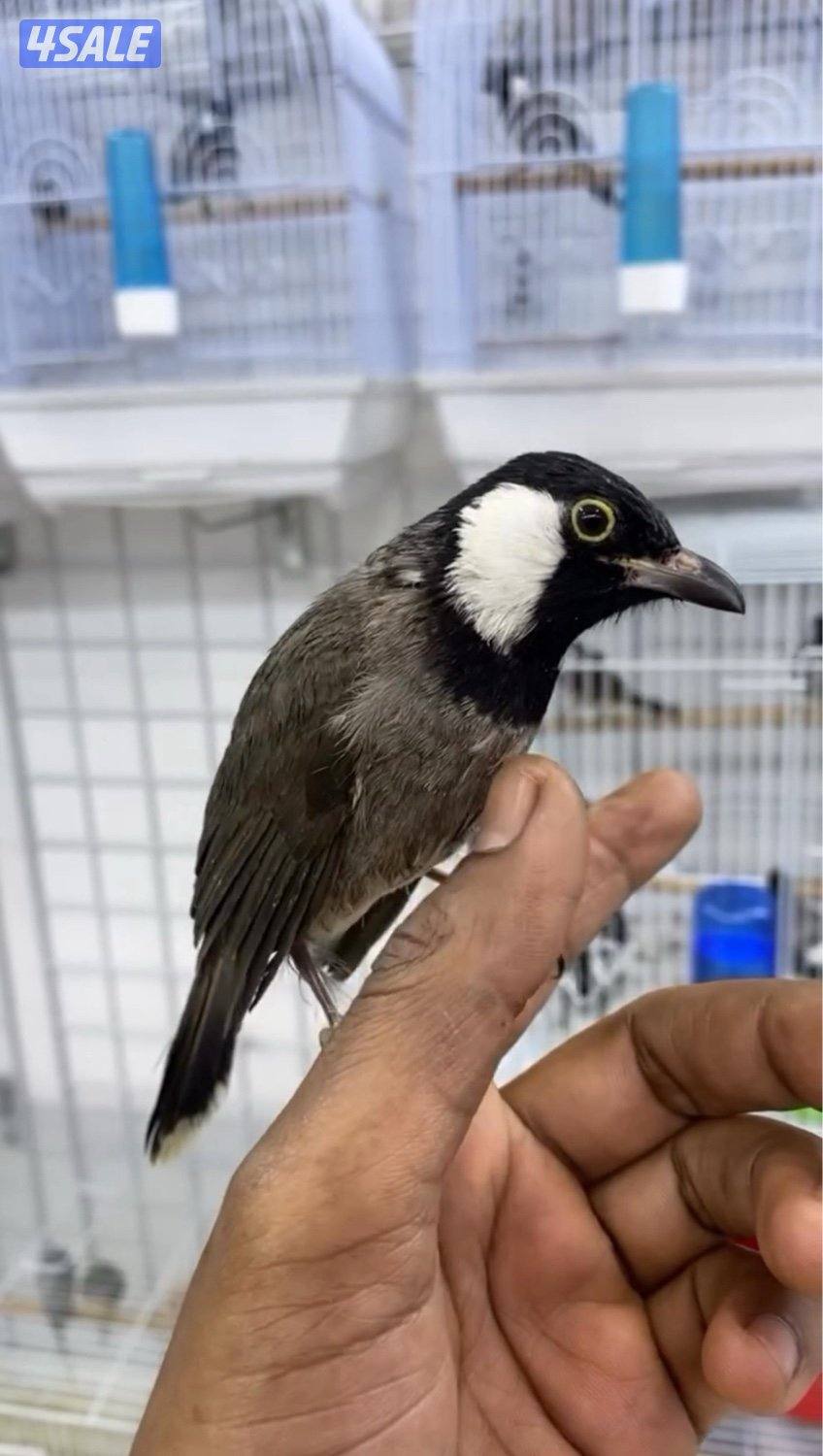 تم وصول دفعة حساسين و بلابل ايراني تغريد7