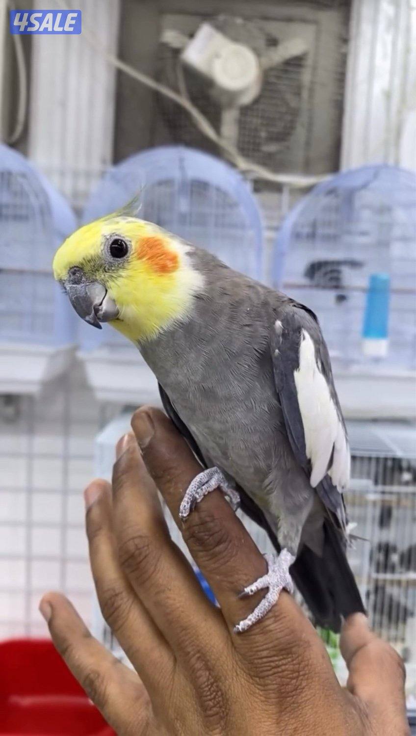 تم وصول دفعة حساسين و بلابل ايراني تغريد9