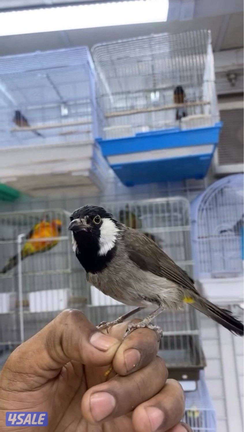 تم وصول دفعة حساسين و بلابل ايراني تغريد8