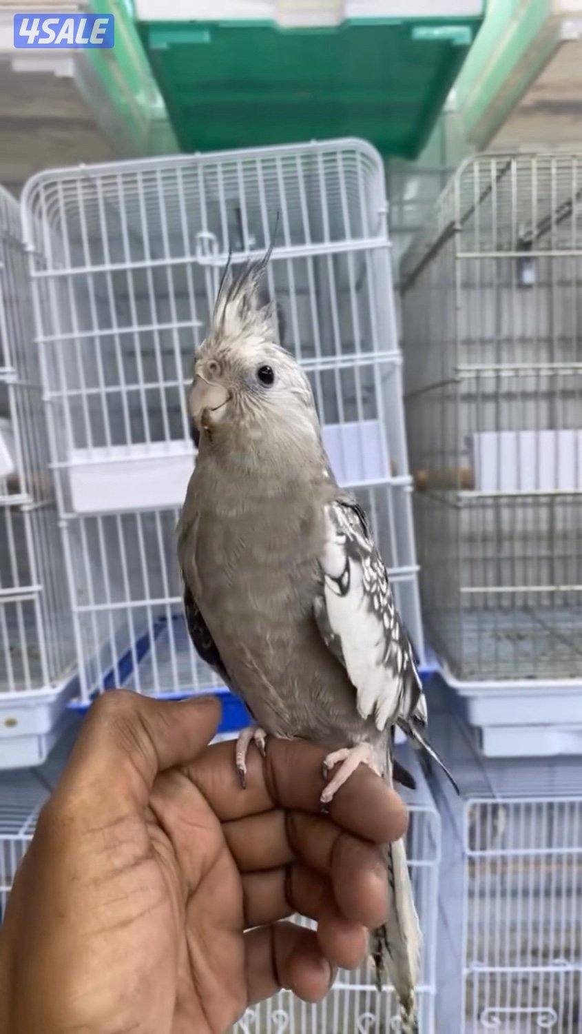 تم وصول دفعة حساسين و بلابل ايراني تغريد10