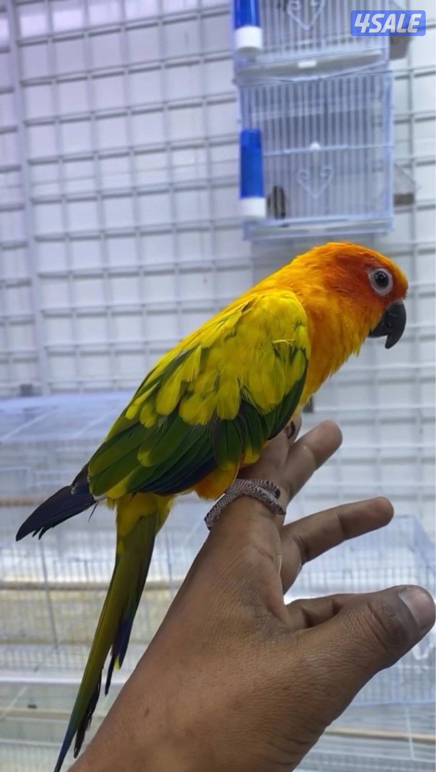 تم وصول دفعة حساسين و بلابل ايراني تغريد11