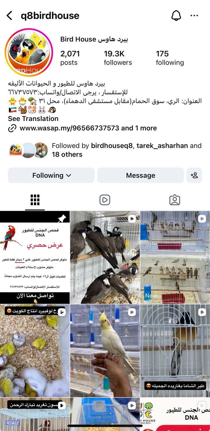 تم وصول دفعة حساسين و بلابل ايراني تغريد12