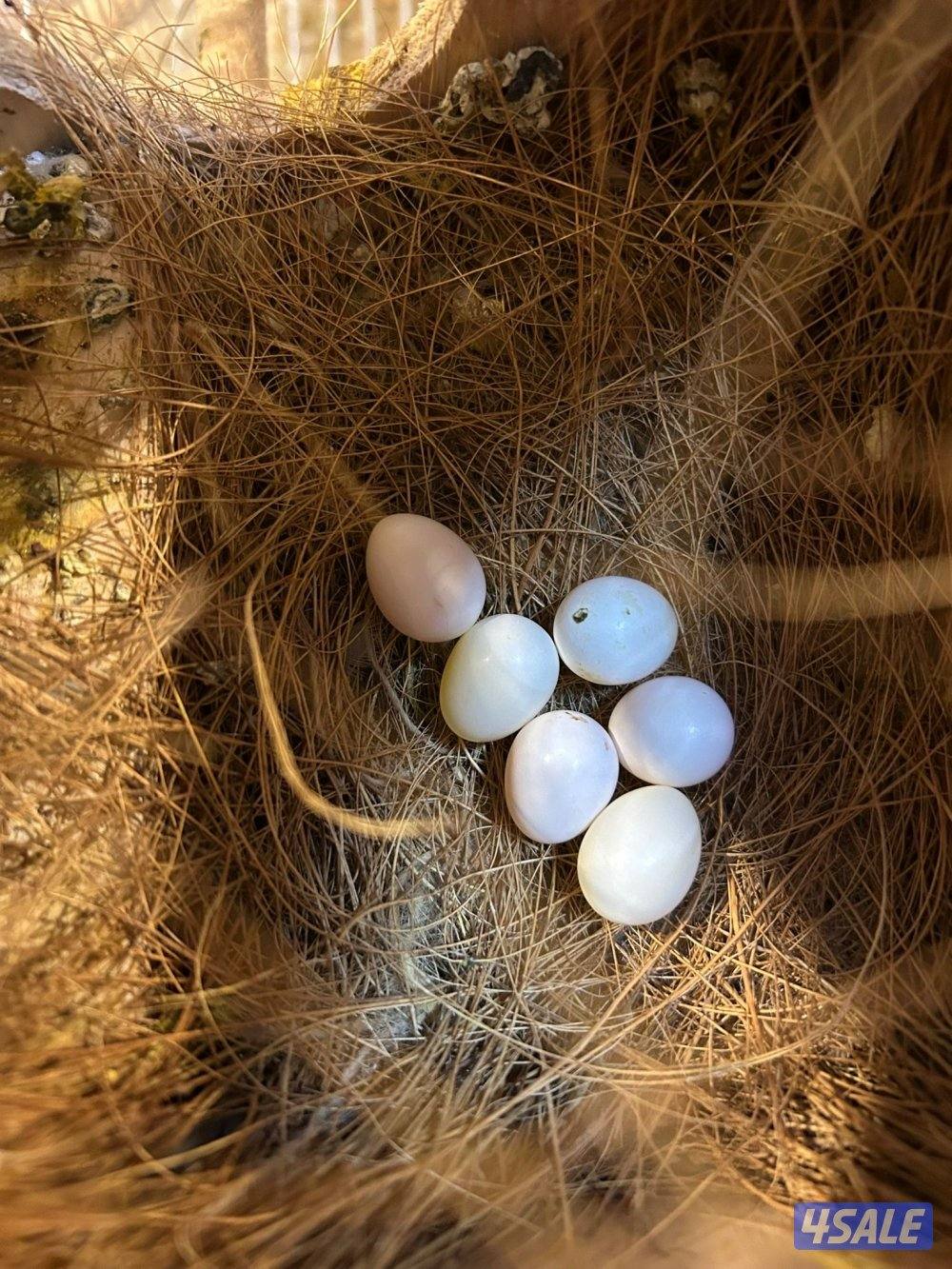 جاوا جامبو الحجم الكبير تحت بيض ثاني بطن2