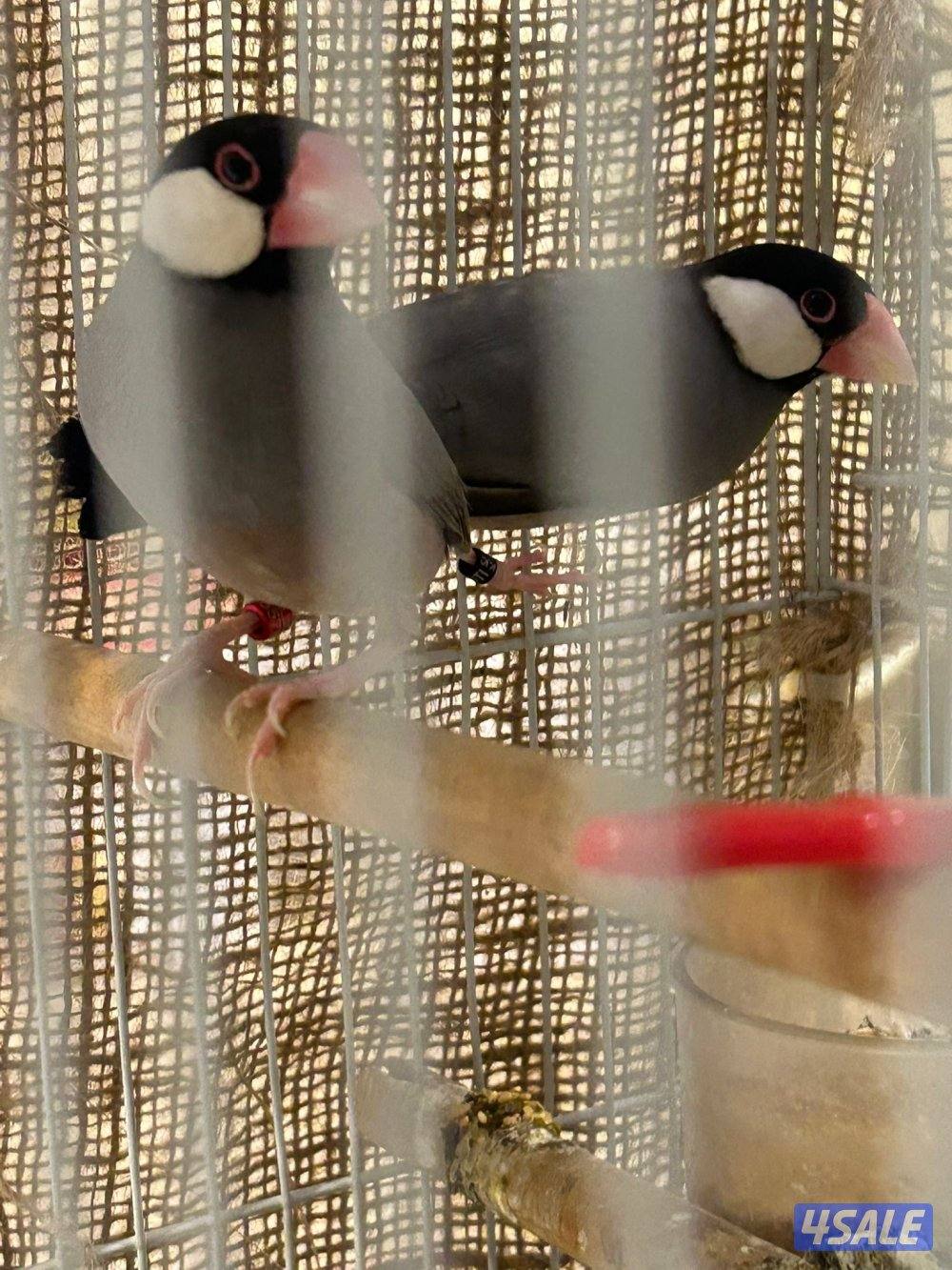 جاوا جامبو الحجم الكبير تحت بيض ثاني بطن0