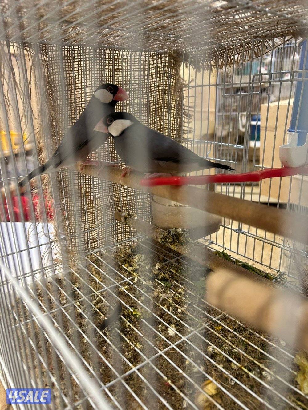 جاوا جامبو الحجم الكبير تحت بيض ثاني بطن1