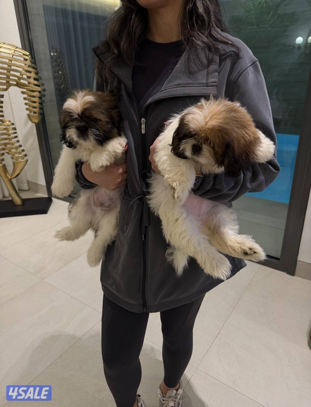 For sale: Purebred Shih Tzu puppies (male & female), 3 months old.0