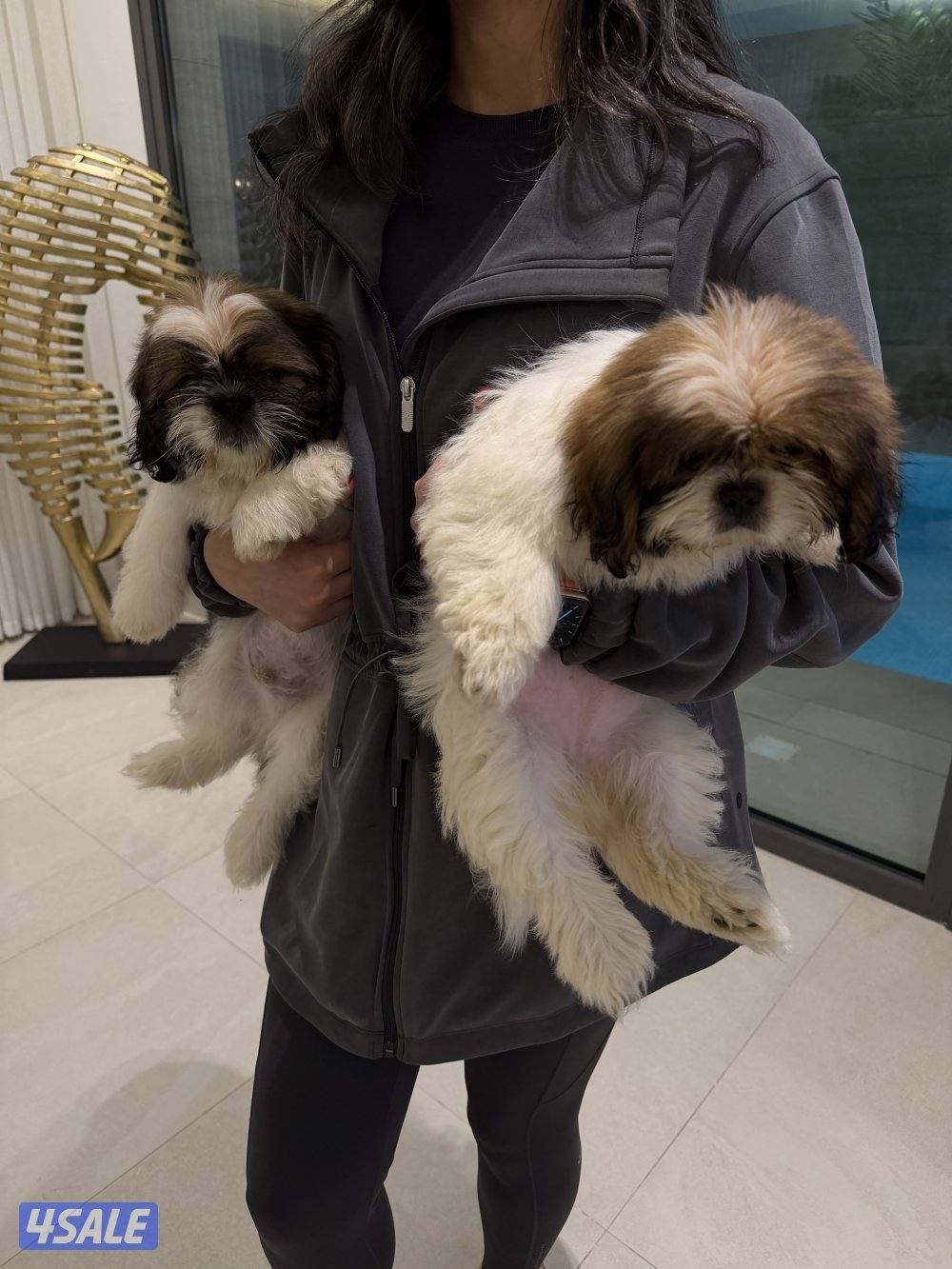 For sale: Purebred Shih Tzu puppies (male & female), 3 months old.1