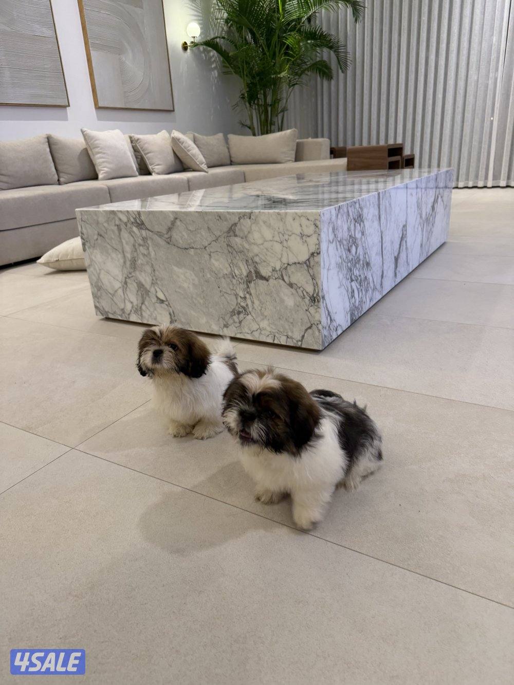 For sale: Purebred Shih Tzu puppies (male & female), 3 months old.2