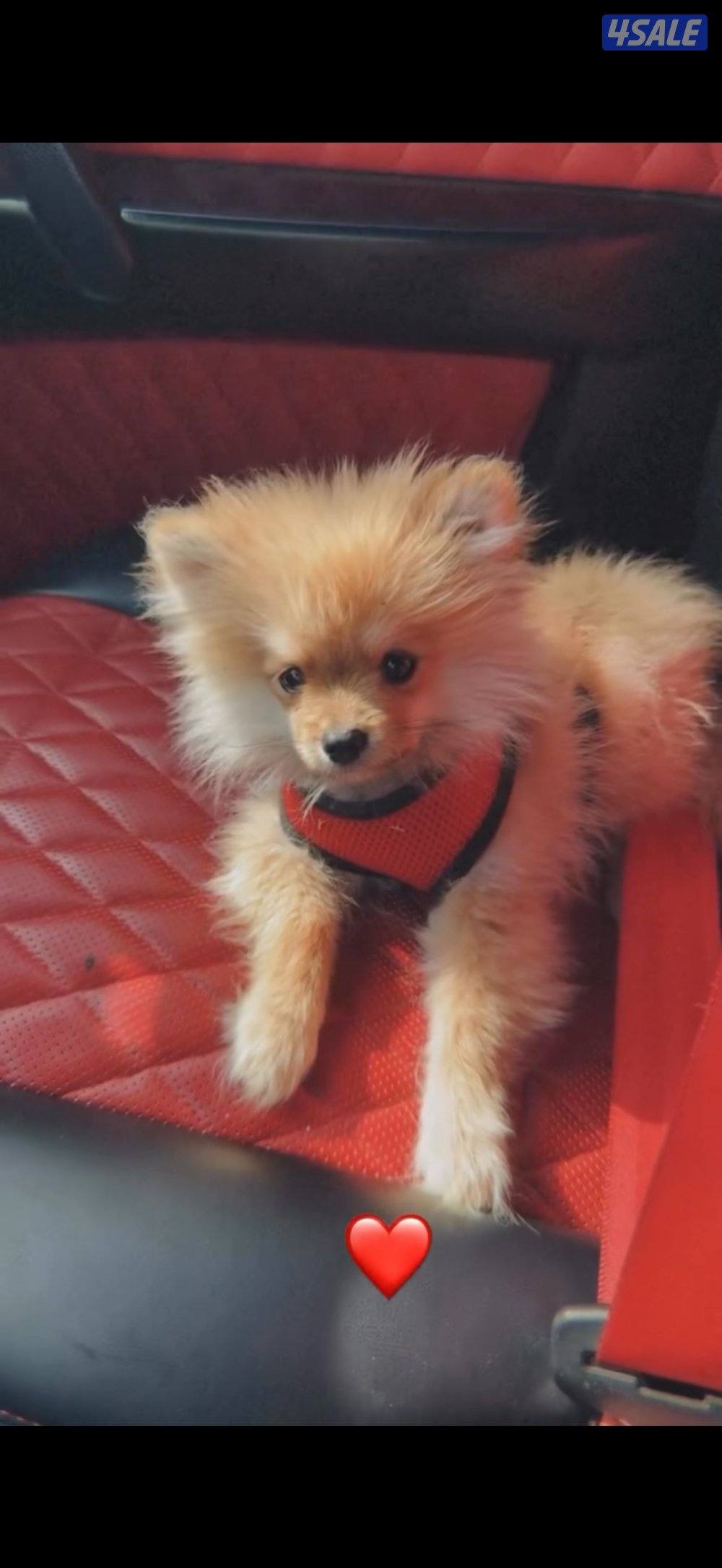 مفقود بومرينيان منطقه بيان ق81