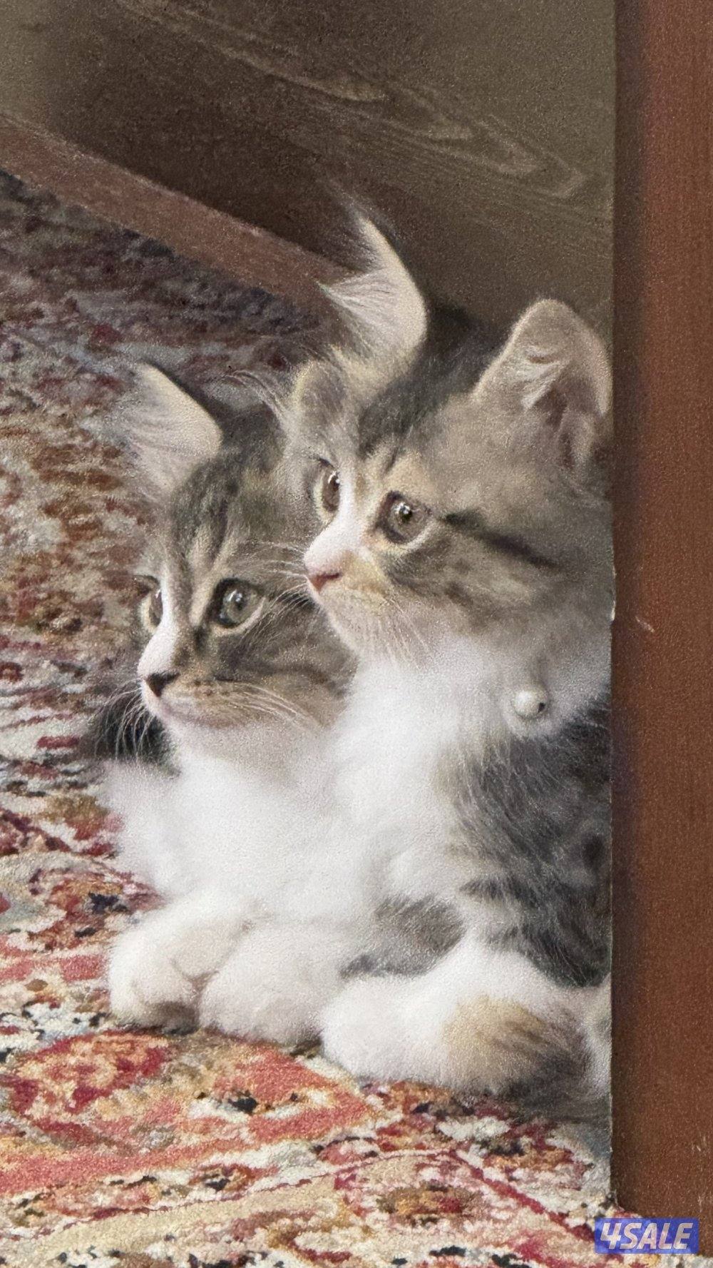 كيتنز للتبني - مطعمين0