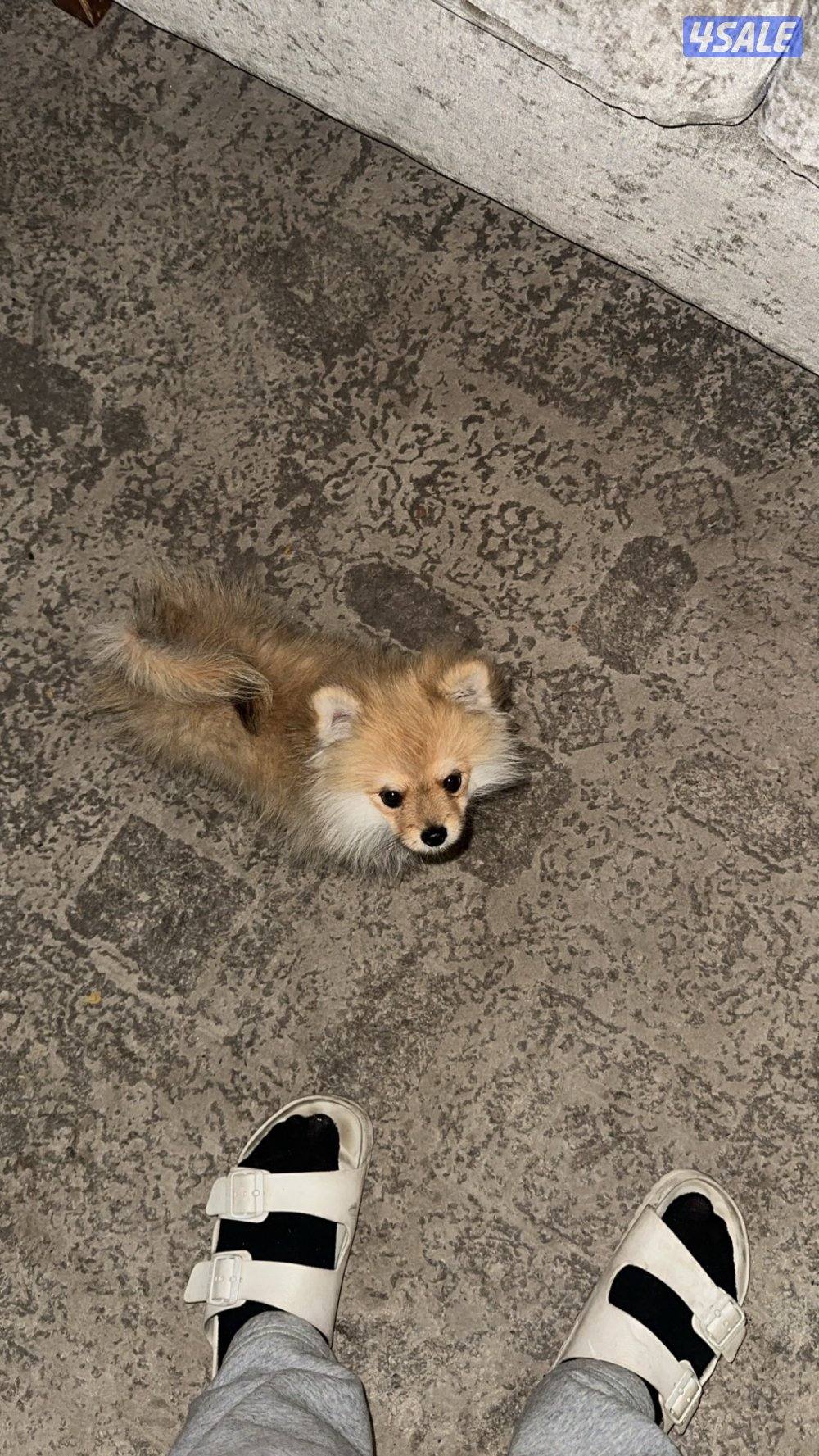 مفقود بومرينيان منطقه بيان ق80