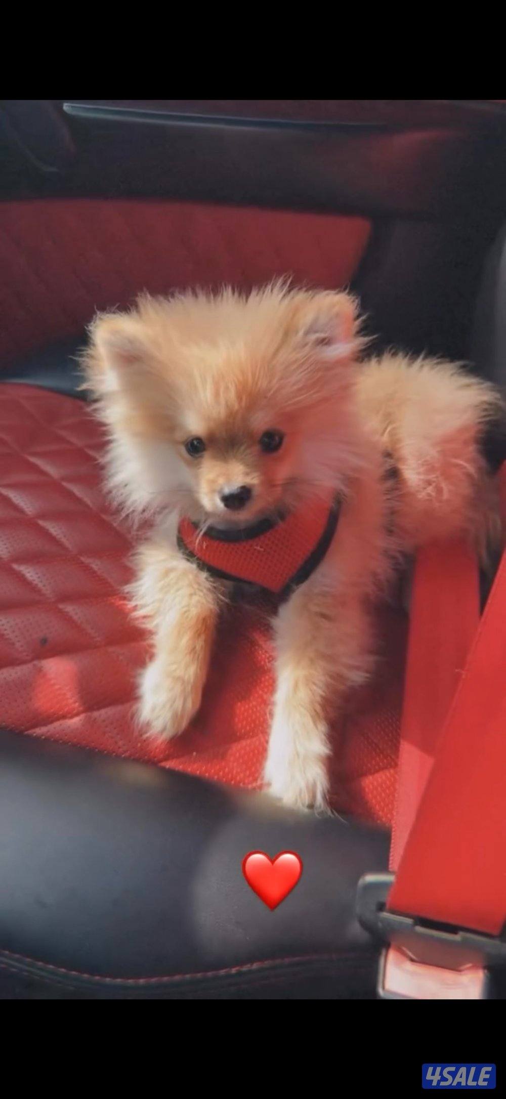 مفقود بومرينيان منطقه بيان ق82