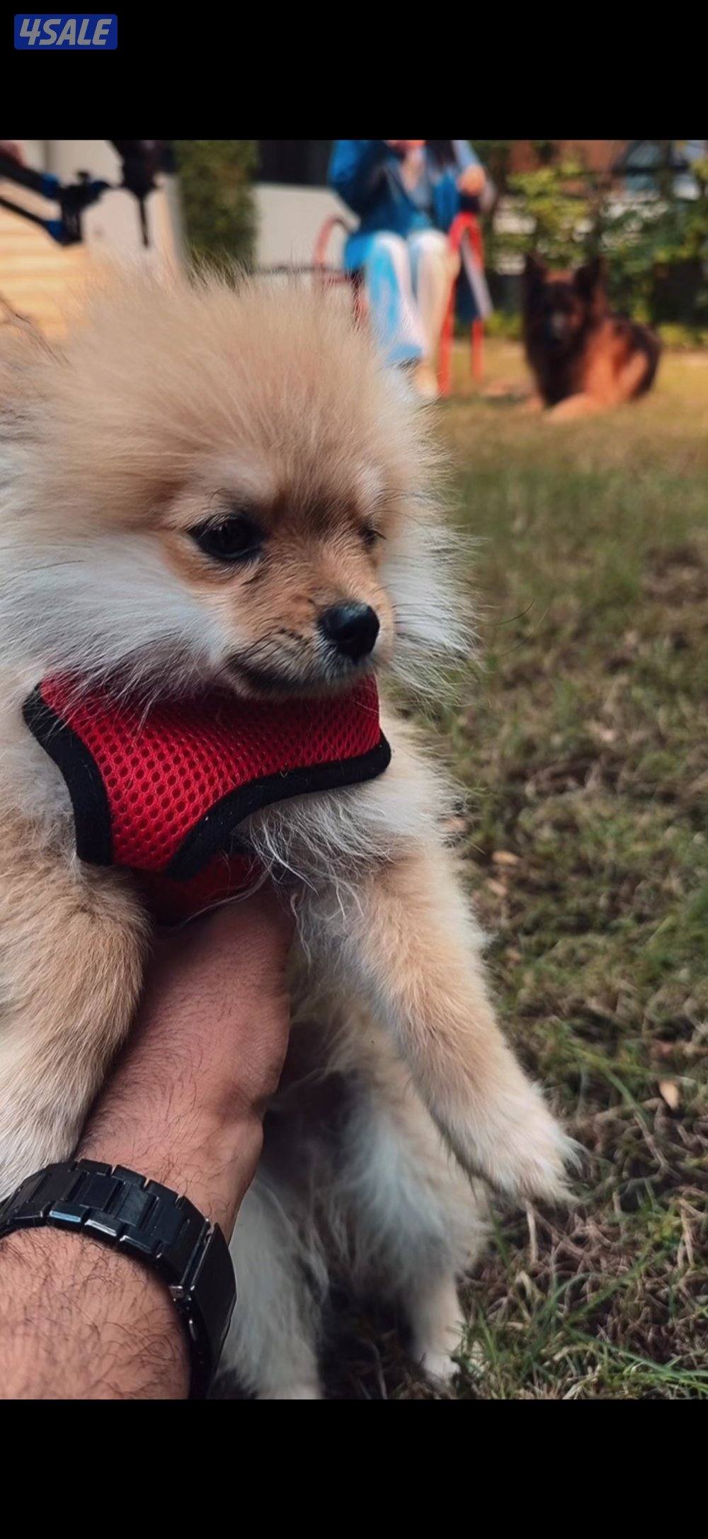 مفقود بومرينيان منطقه بيان ق83