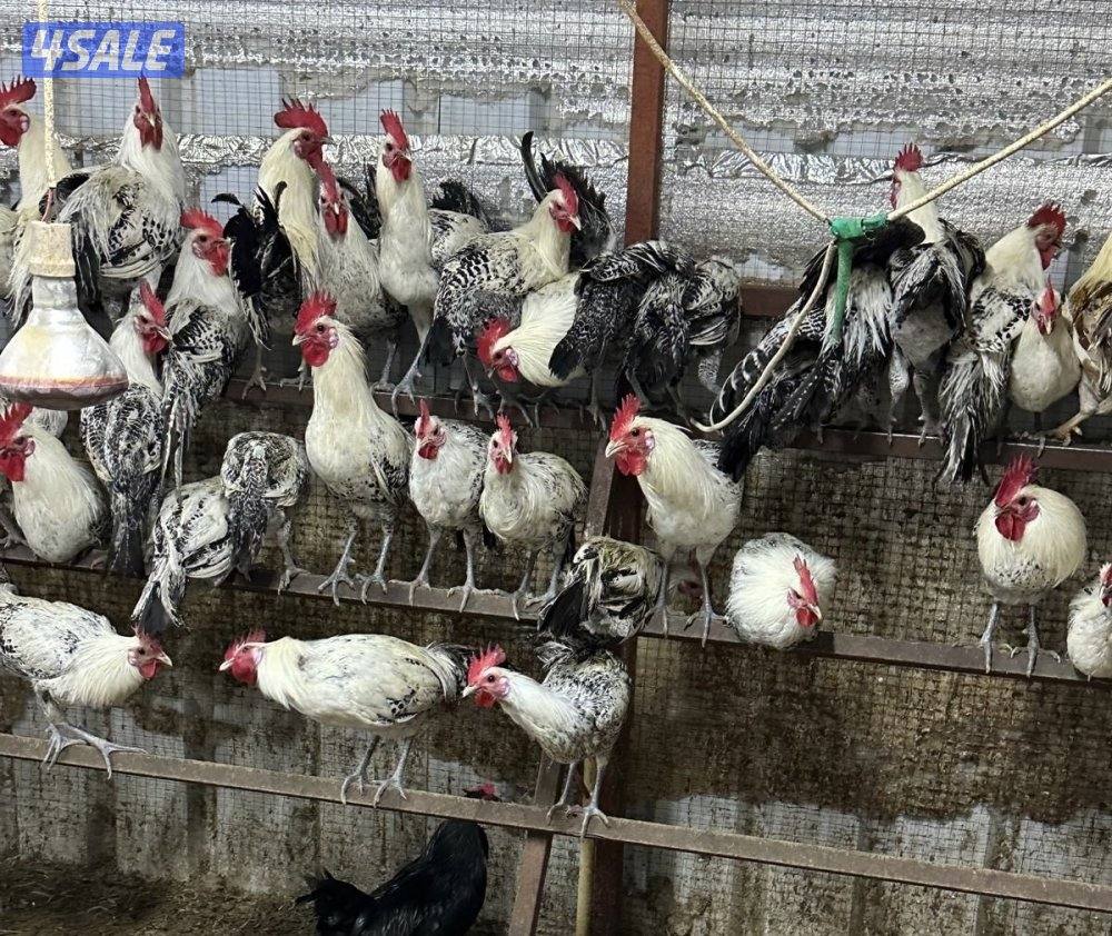 ‼️🐓للبيع دجاج دياجة🐓‼️0
