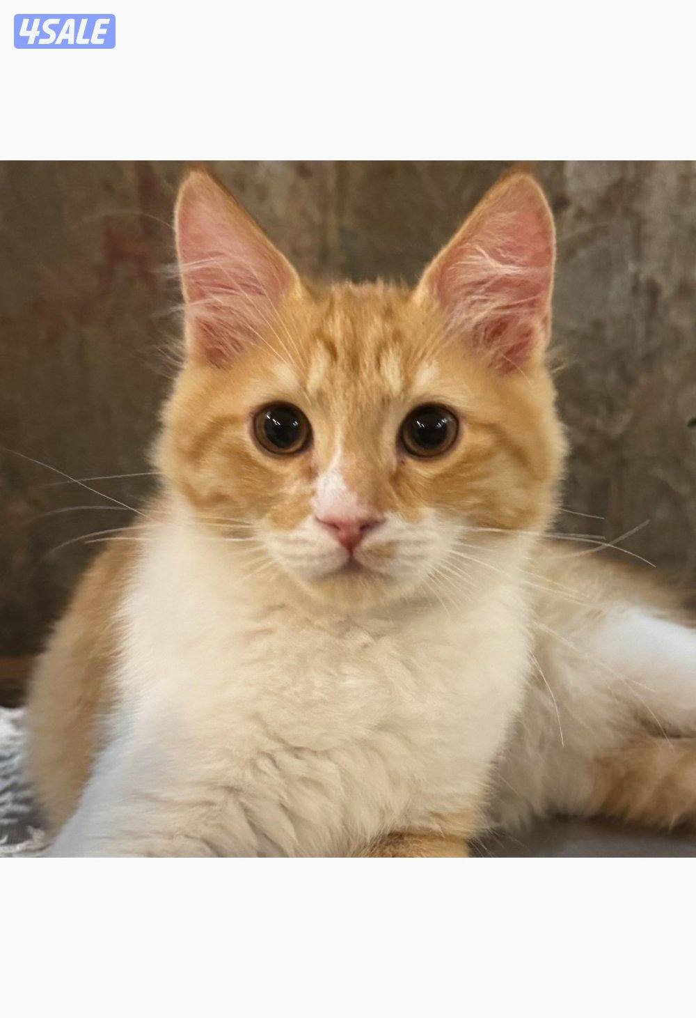 كيتنز للتبني - مطعمين1