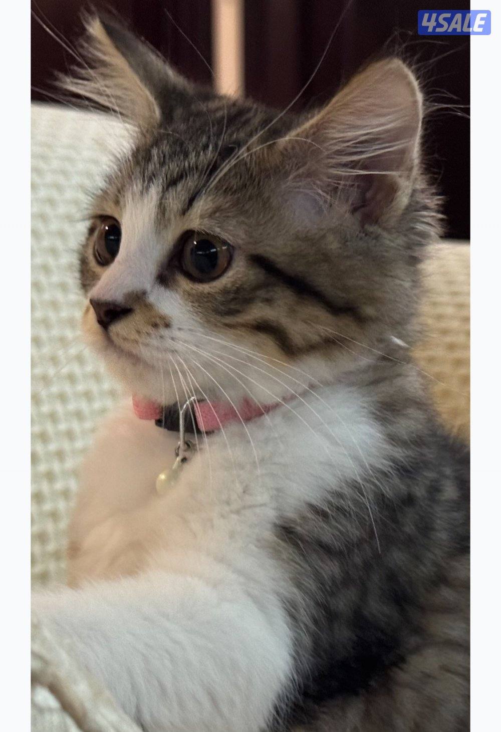 كيتنز للتبني - مطعمين2