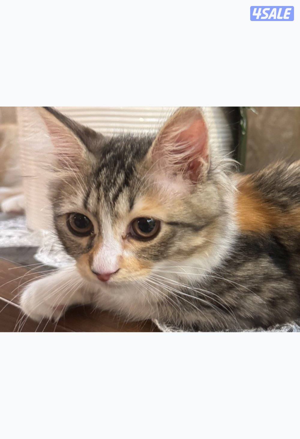 كيتنز للتبني - مطعمين3