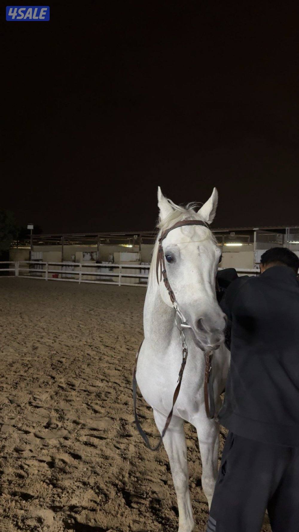 للبيع حصان مصري بيور مواليد 200