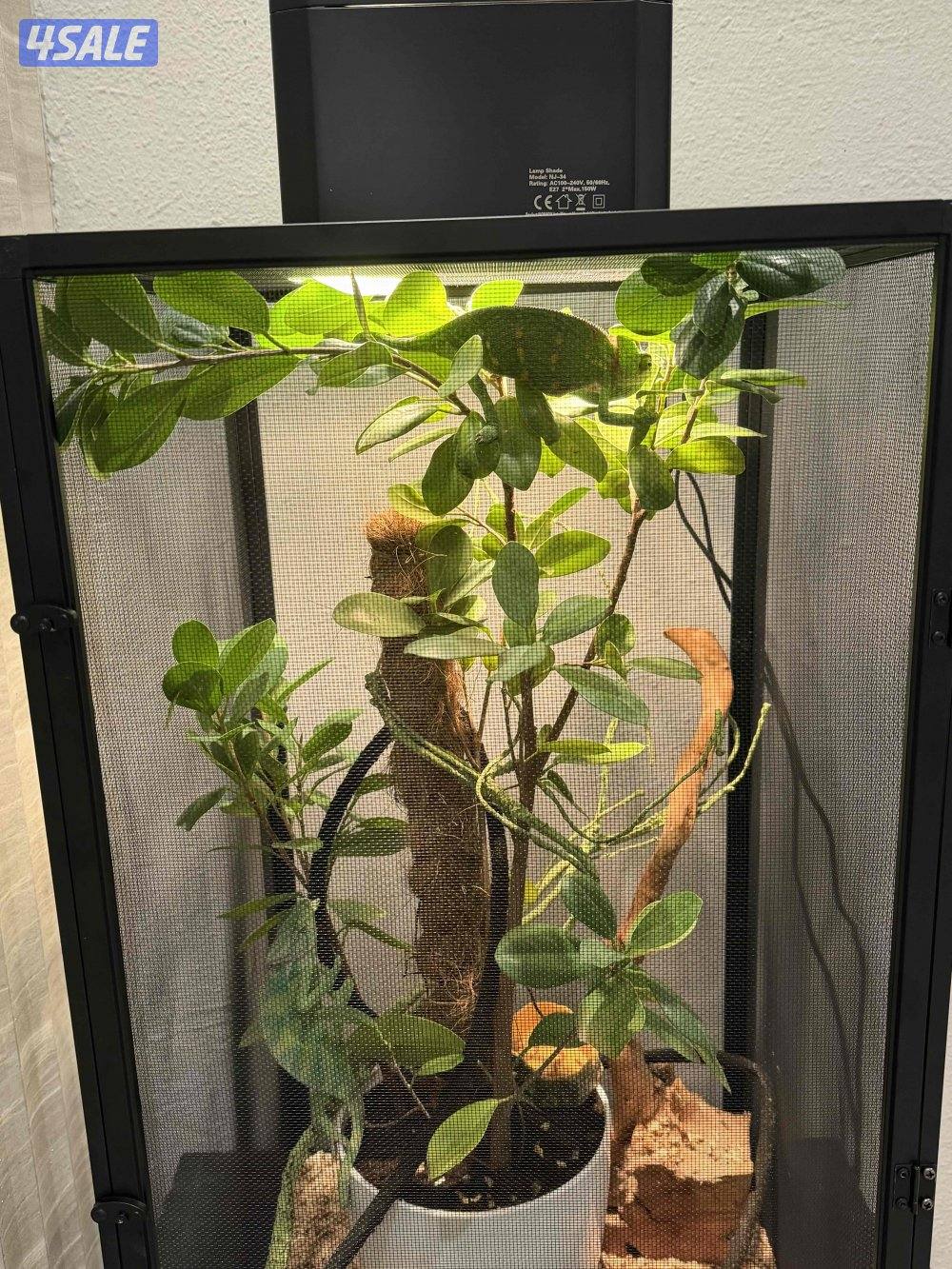 جوز حرباء المتحجبة1