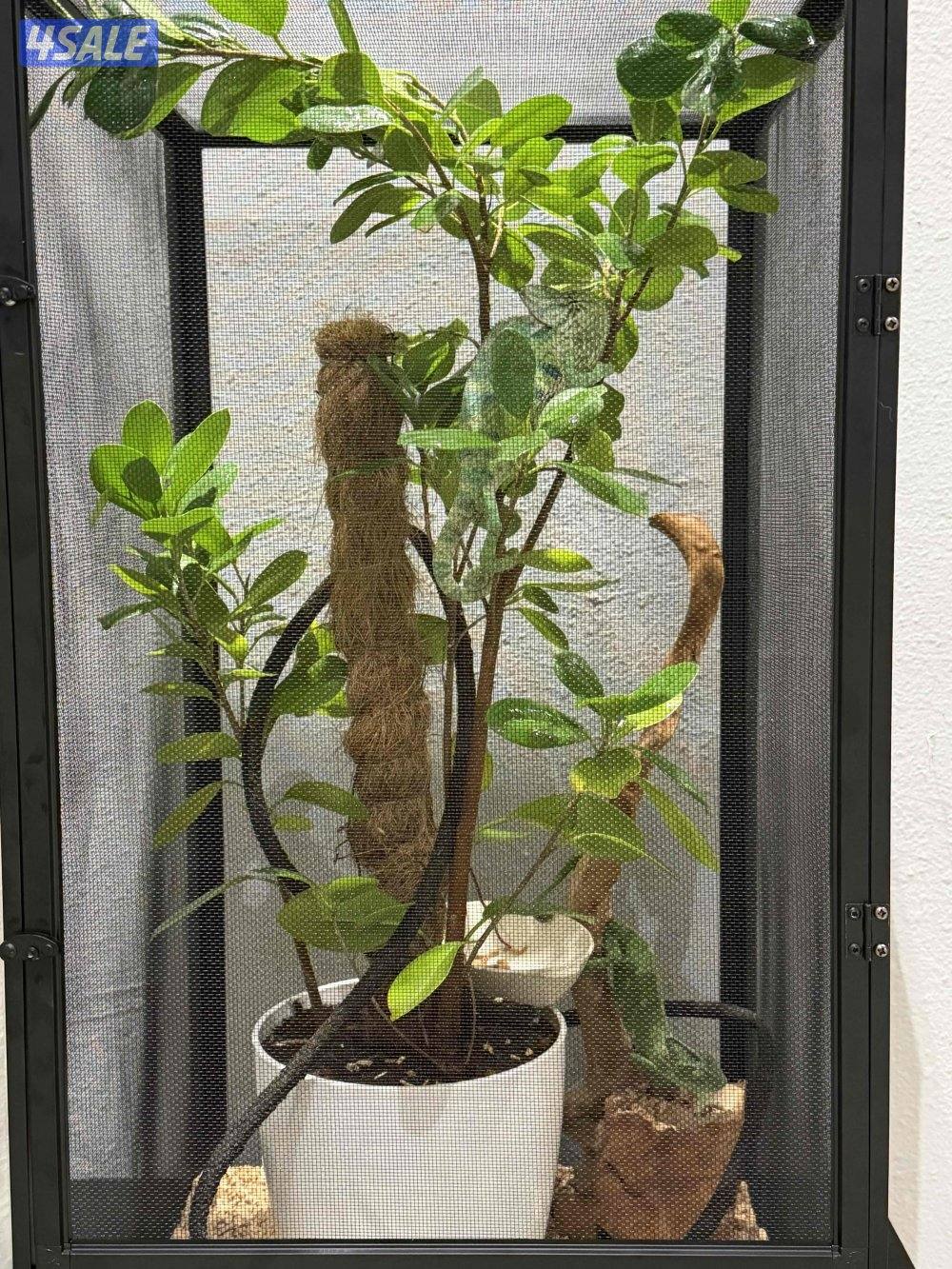 جوز حرباء المتحجبة2