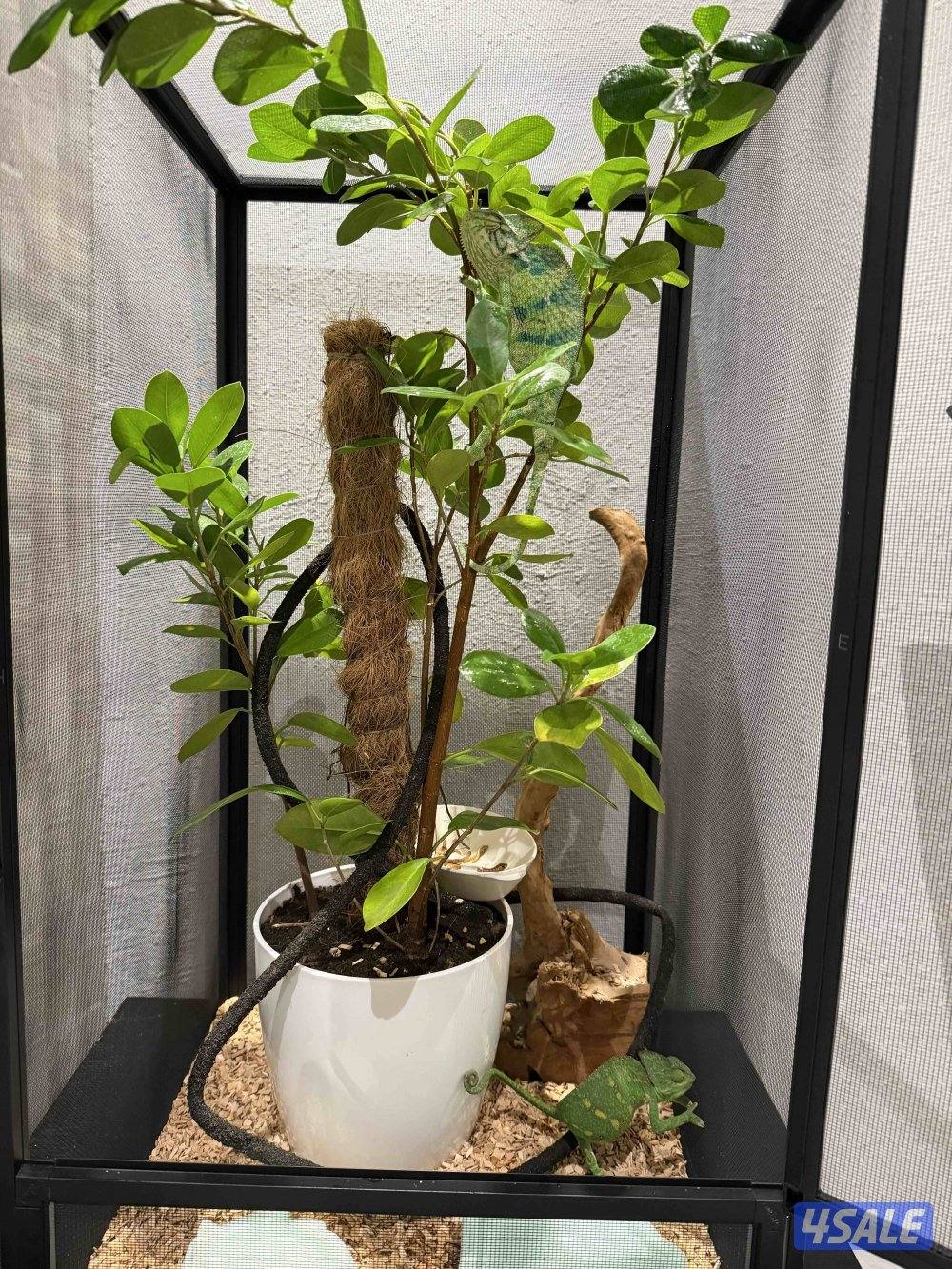 جوز حرباء المتحجبة3