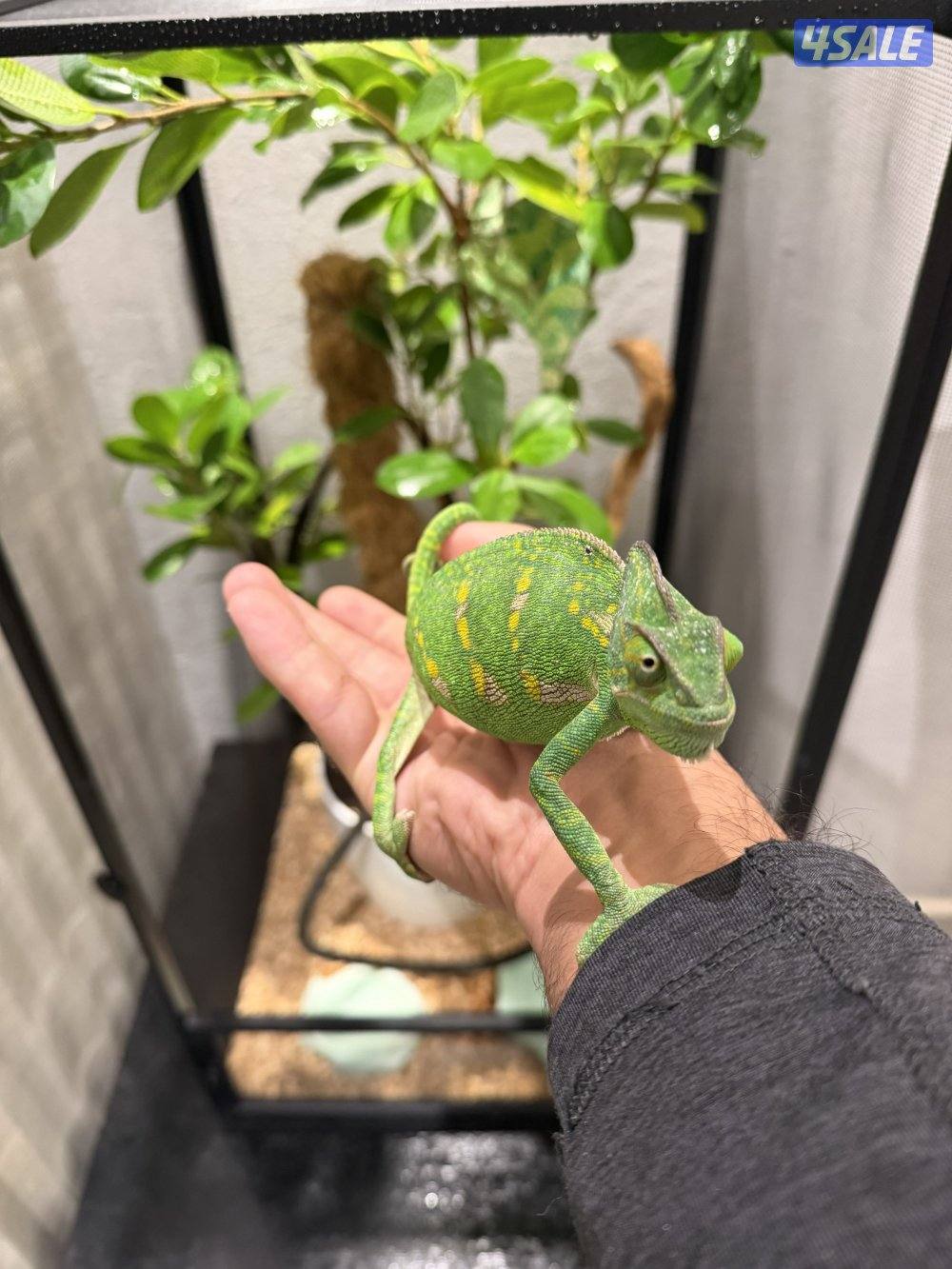 جوز حرباء المتحجبة4