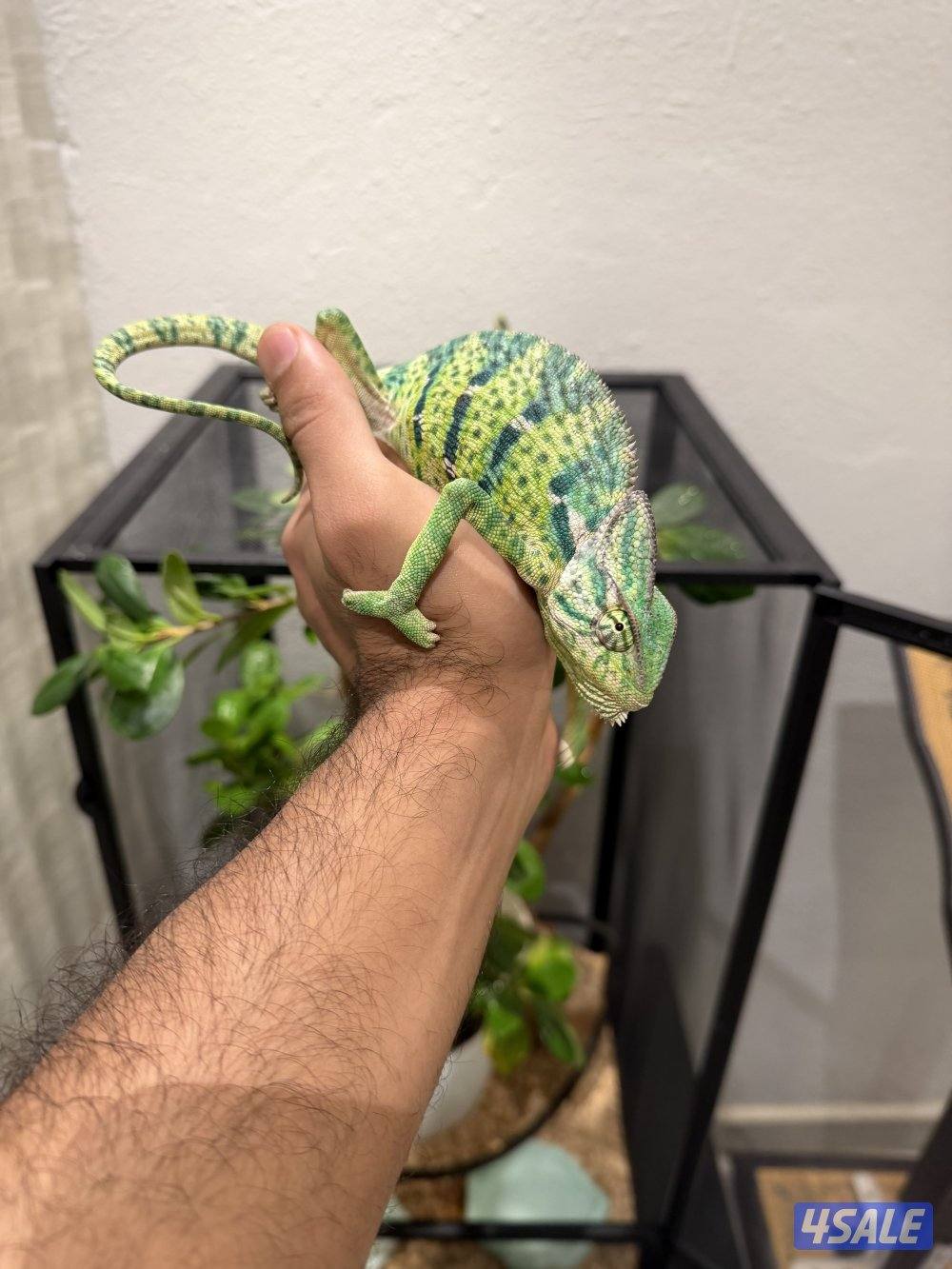 جوز حرباء المتحجبة5