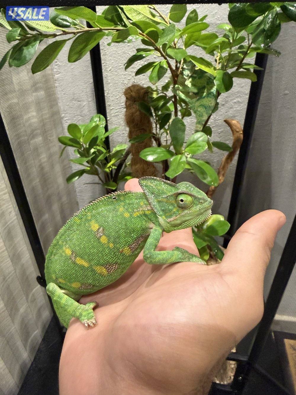 جوز حرباء المتحجبة6