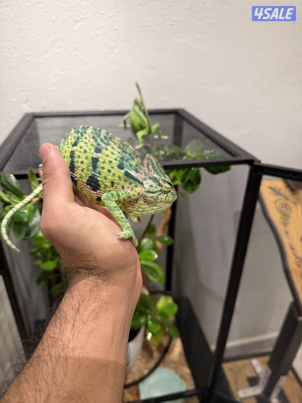 جوز حرباء المتحجبة7