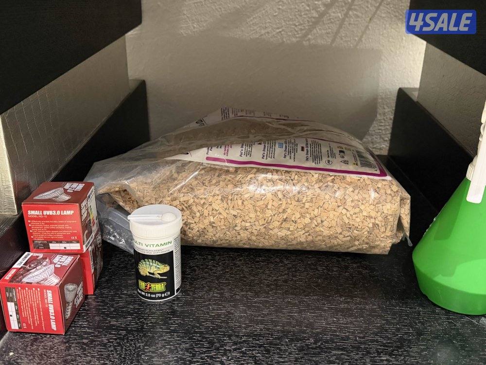 جوز حرباء المتحجبة8