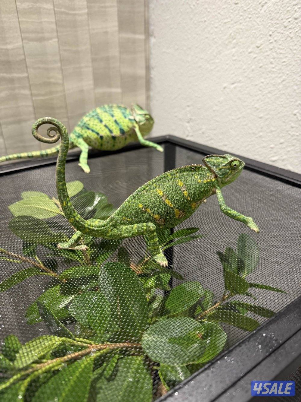 جوز حرباء المتحجبة9